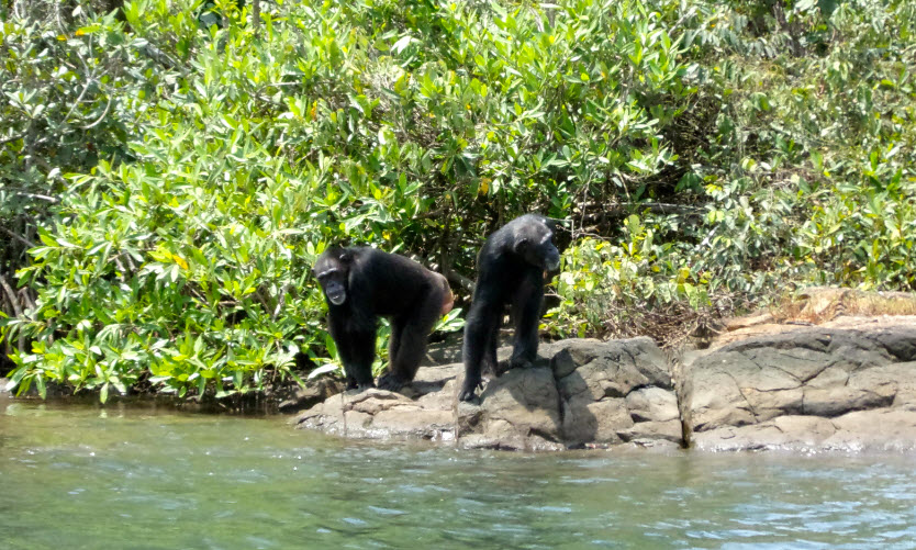 Monkey Island, Liberia
